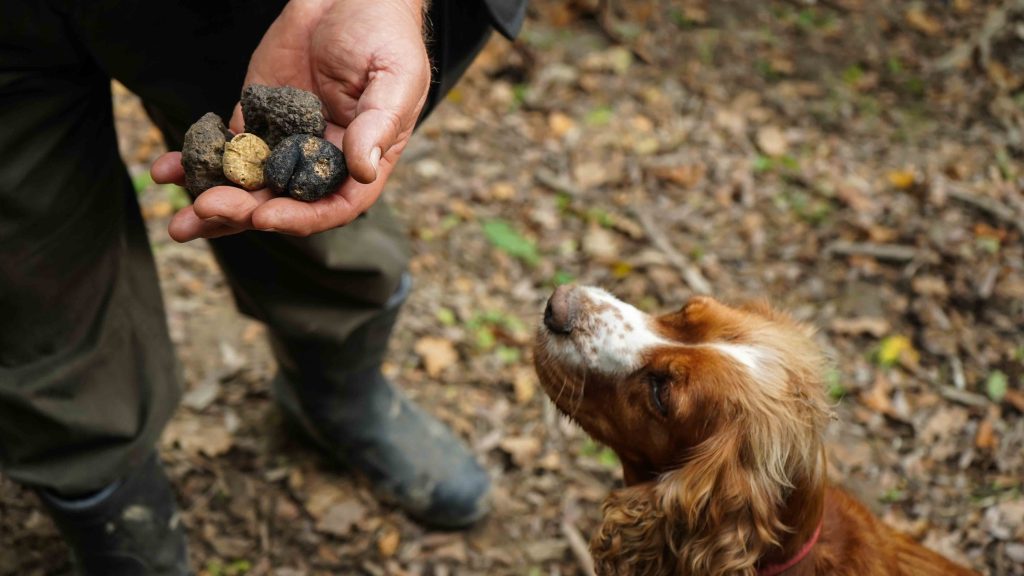 Savoring Treasures: Truffle-Focused Agriturismo Lunch