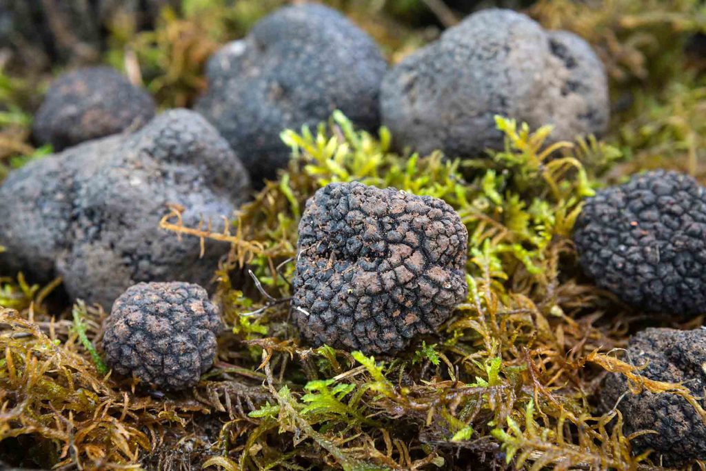 Truffle hunting in italy bologna Apennines
