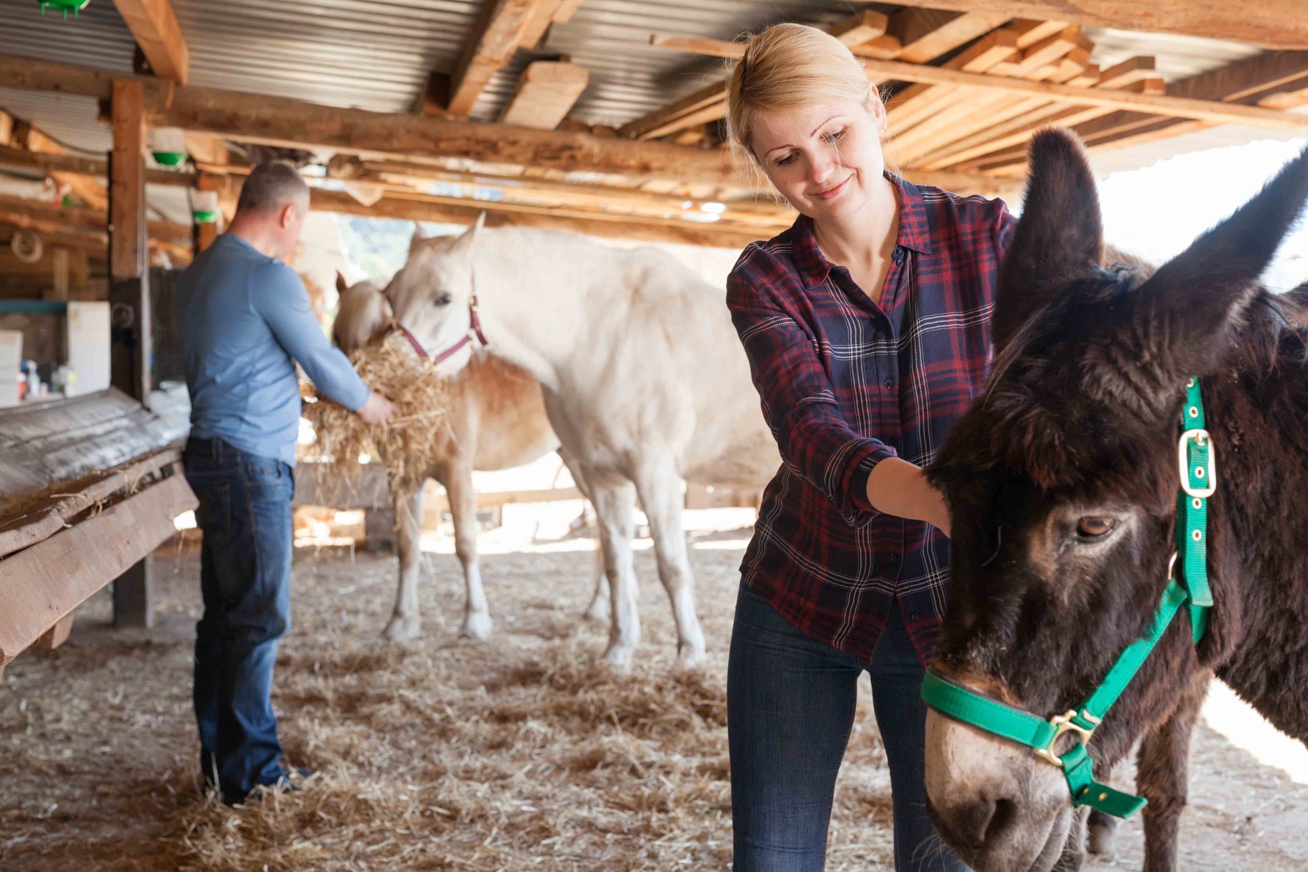 Donkey Roster Team Building With the Donkeys | Team Building | Food Valley Travel