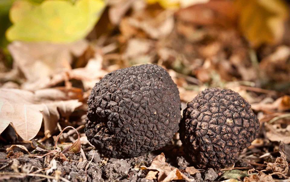 Venturing Off the Beaten Path: Truffle Hunting in Parma