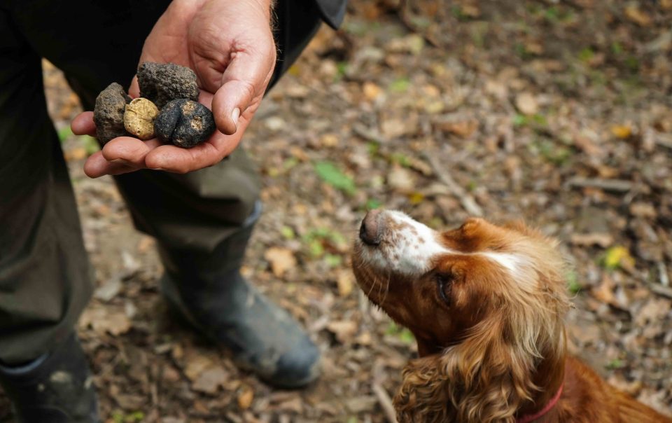 Savoring Treasures: Truffle-Focused Agriturismo Lunch