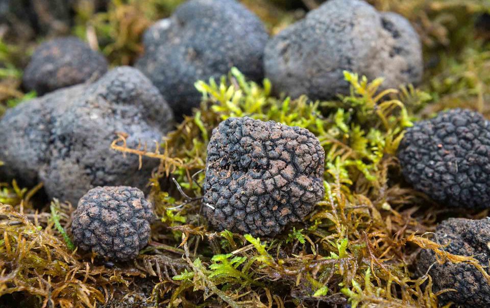 Truffle hunting in italy bologna Apennines
